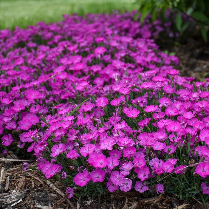 PAINT THE TOWN FUCHSIA DIANTHUS