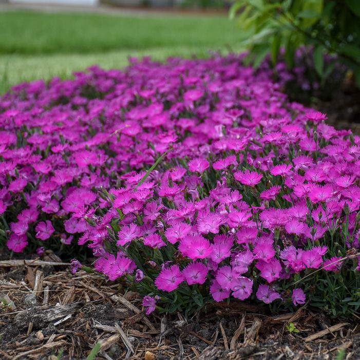 PAINT THE TOWN FUCHSIA DIANTHUS