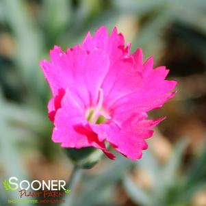 Dianthus x 'Paint the Town Magenta'