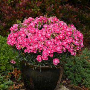 Dianthus x 'Lip Gloss'