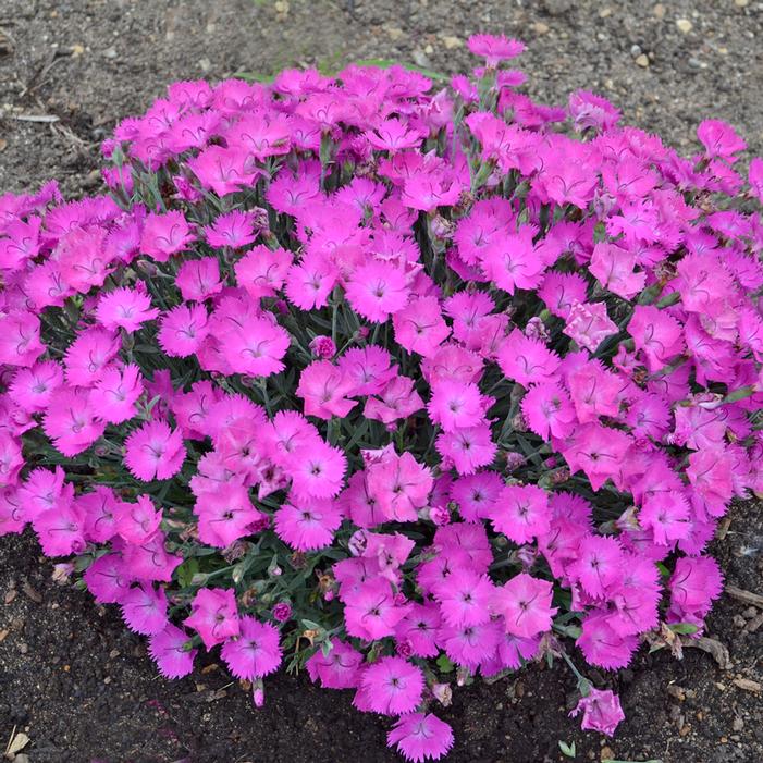 PAINT THE TOWN FUCHSIA DIANTHUS