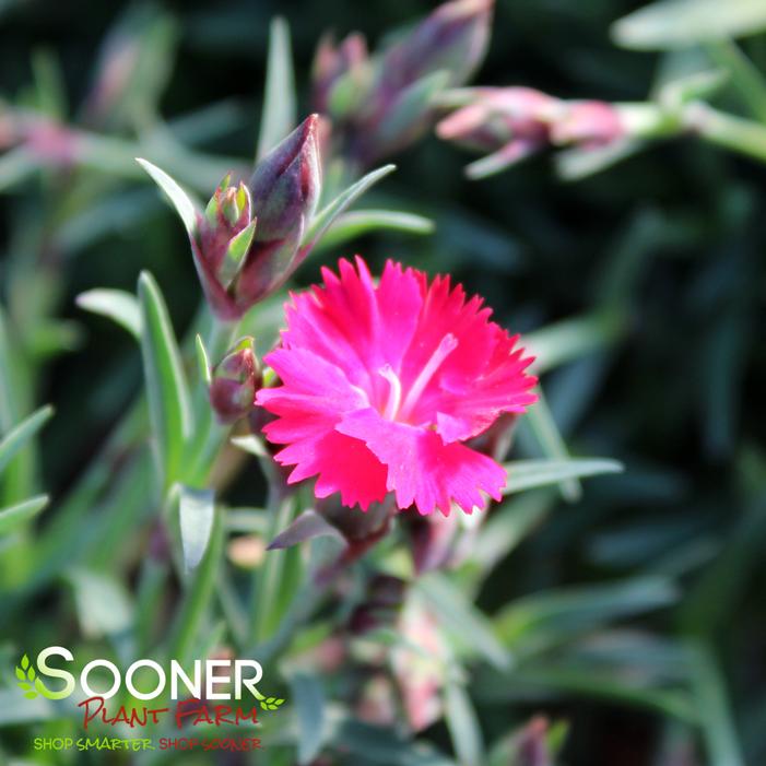 PAINT THE TOWN RED DIANTHUS