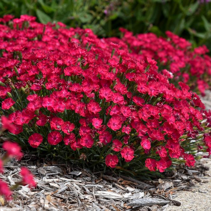 PAINT THE TOWN RED DIANTHUS