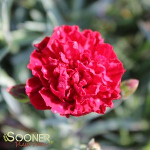 Dianthus x 'Passion'