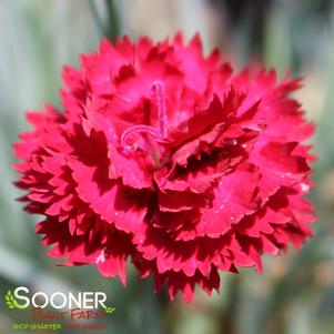 Dianthus x 'Maraschino'