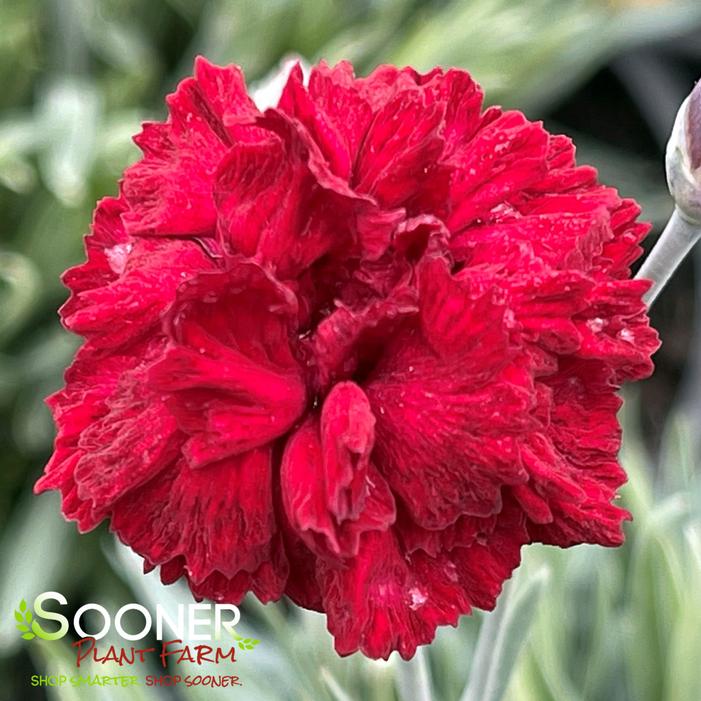 PRETTY POPPERS™ ELECTRIC RED DIANTHUS