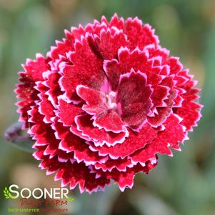 Dianthus x 'Black Cherry Frost'