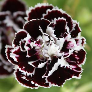 Dianthus chinensis 'Velvet 'n Lace'