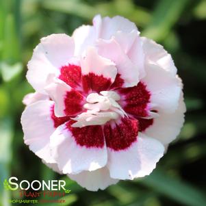 Dianthus x 'Kiss and Tell'