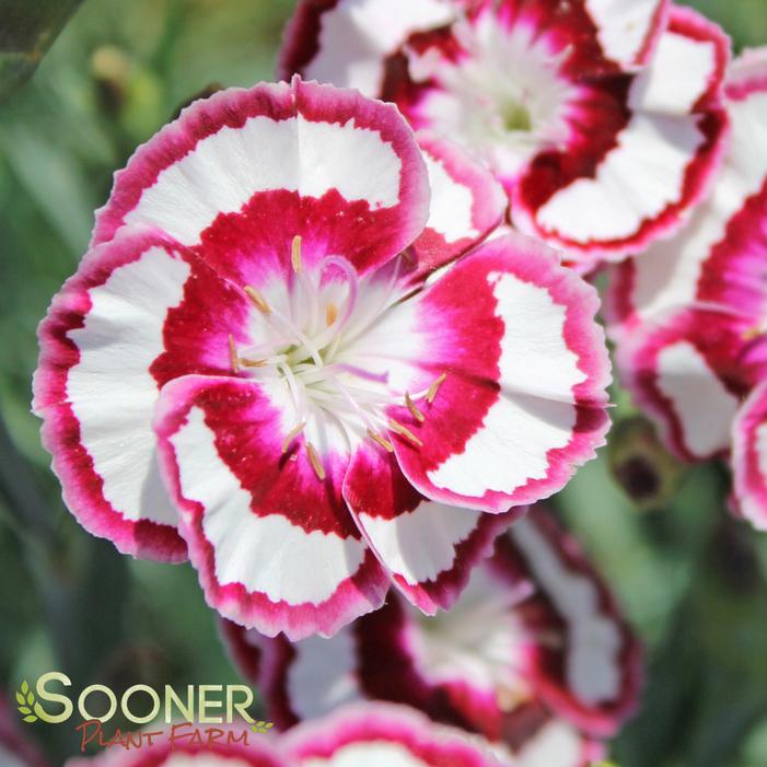 RASPBERRY SWIRL DIANTHUS