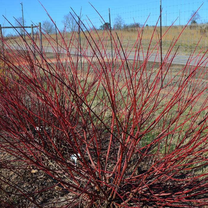 CAYENNE DOGWOOD