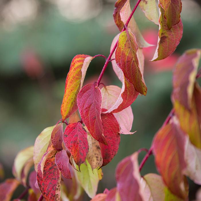 CAYENNE DOGWOOD