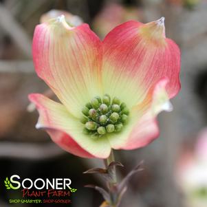 Cornus florida 'Apache'