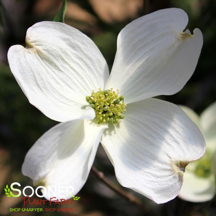 CHEROKEE PRINCESS® DOGWOOD