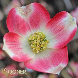 Cornus florida 'Comco No. 1'