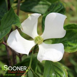 Cornus x 'KN30-8'