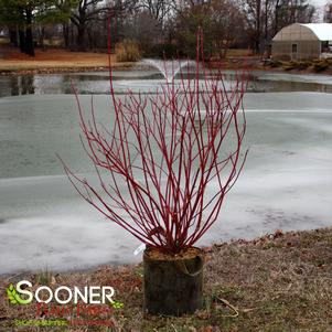 Cornus alba 'ByBoughen'