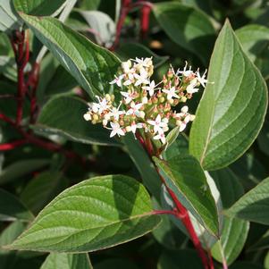 Cornus sericea 'Isanti'