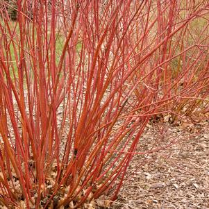 Cornus sericea 'Baileyi'