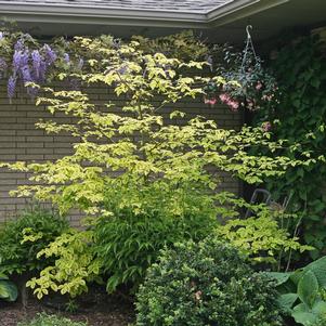 Cornus alternifolia 'Wstackman'