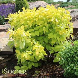 Cornus hesseyii 'Garden Glow'