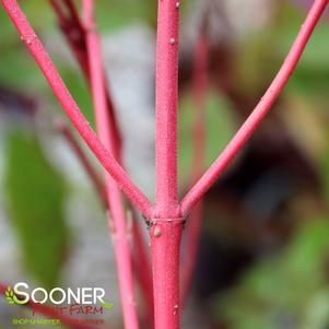 Cornus alba 'Bailadeline'