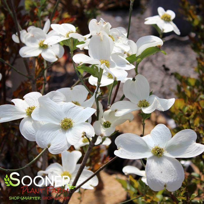 JEAN'S APPALACHIAN SNOW DOGWOOD