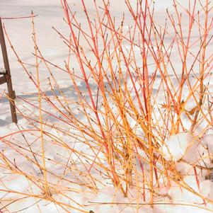 Cornus sanguinea 'Cato'