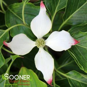 Cornus kousa 'Big Apple'