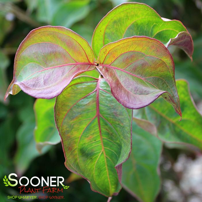 SCARLET FIRE™ KOUSA DOGWOOD