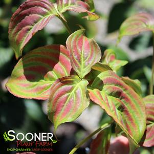 Cornus kousa 'Satomi'