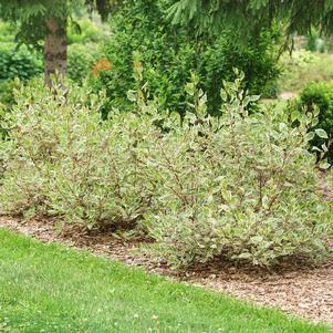 Cornus alba 'Verpaalen2'