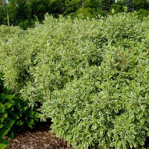 Cornus alba 'Bailhalo'