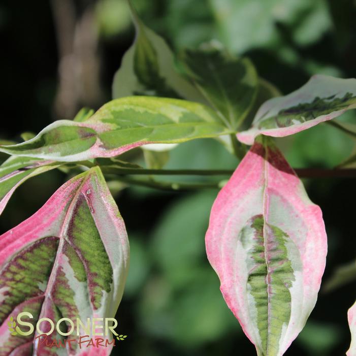 VARIEGATED STELLAR PINK™ DOGWOOD