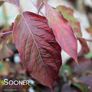 Cornus florida 'Cherokee Chief'