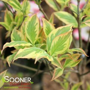 Cornus florida 'Fircomz'