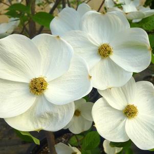 Cornus x 'Eddie's White Wonder'