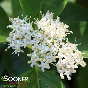 Cornus stolonifera 'SMNCSBD'