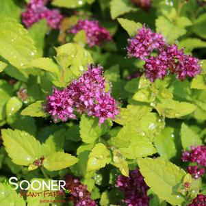 Spiraea japonica 'Yan'