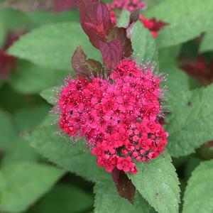 DOUBLE PLAY DOOZIE® SPIRAEA