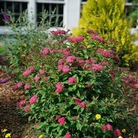 DOUBLE PLAY DOOZIE® SPIRAEA