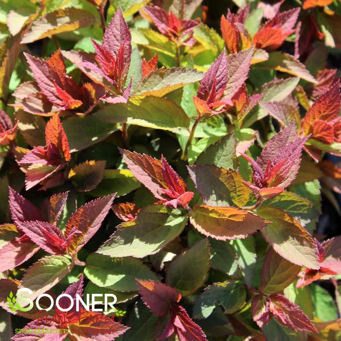 DOUBLE PLAY® RED SPIRAEA