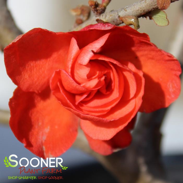 DOUBLE TAKE® ORANGE STORM QUINCE