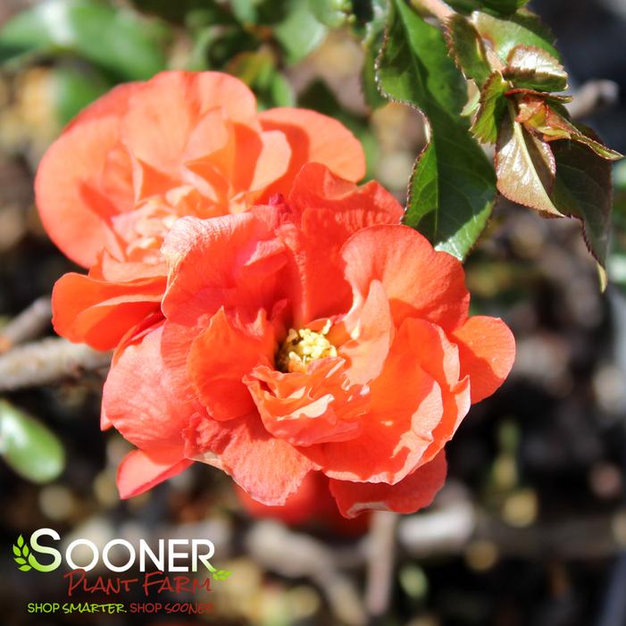 DOUBLE TAKE® ORANGE STORM QUINCE