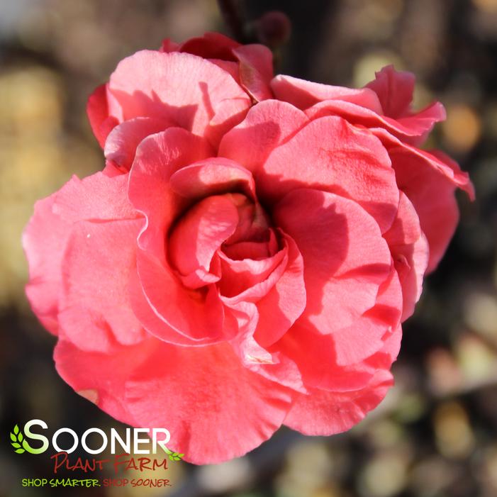 DOUBLE TAKE® PINK QUINCE