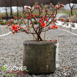 Chaenomeles speciosa 'Orange Storm'