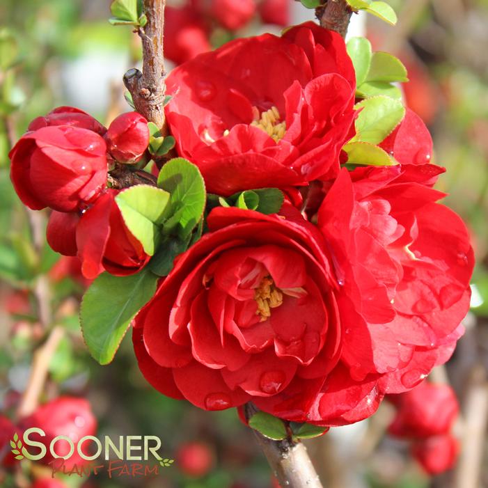 DOUBLE TAKE® SCARLET STORM QUINCE