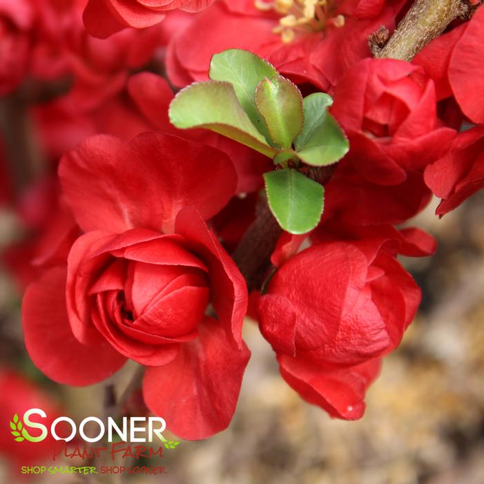 DOUBLE TAKE® SCARLET STORM QUINCE