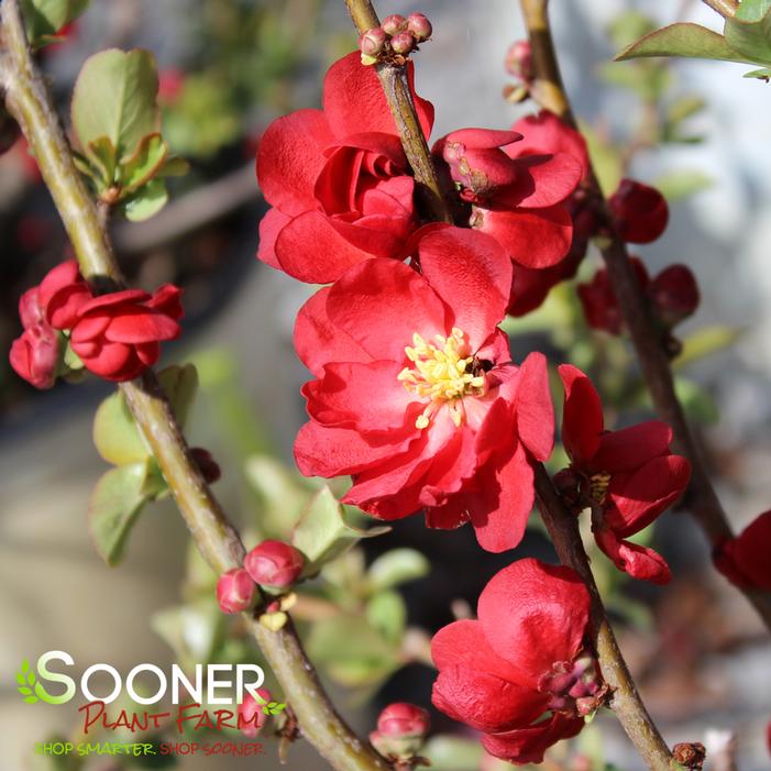 DOUBLE TAKE® SCARLET STORM QUINCE