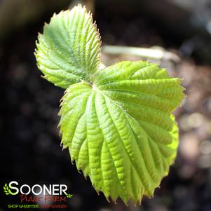 Davidia involucrata ''